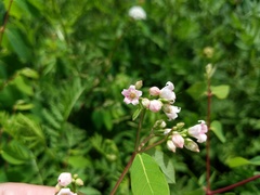 Apocynum androsaemifolium