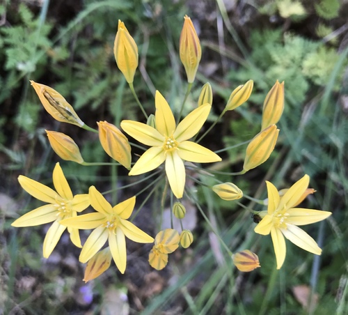 iNaturalist observation photo of Prettyface