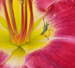 Scudderia