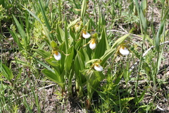Cypripedium candidum