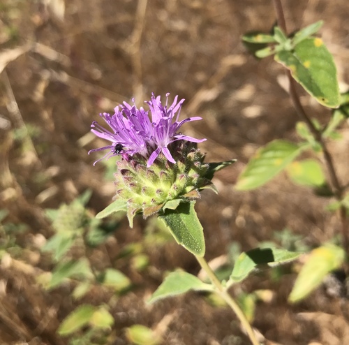 iNaturalist observation photo of Coyote Mint