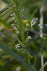 Platanthera flava herbiola