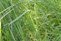 Platanthera flava herbiola