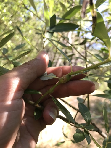 iNaturalist observation photo of Willow Stem Sawfly