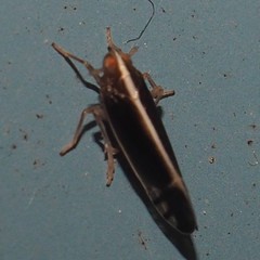 Stenocranus brunneus