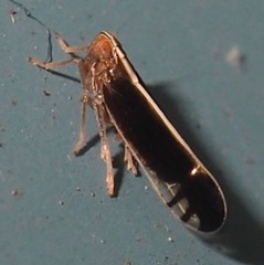 Stenocranus brunneus