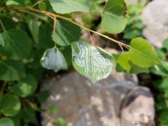 Phyllocnistis populiella