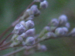 Gypsophila paniculata