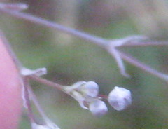 Gypsophila paniculata