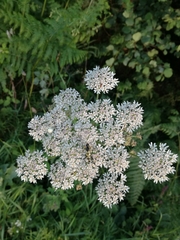 Heracleum sphondylium