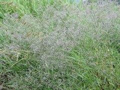 Gypsophila paniculata