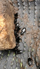 Nebriinae