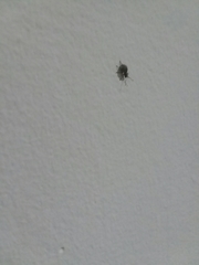 Calomycterus setarius