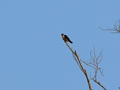 Microhierax fringillarius