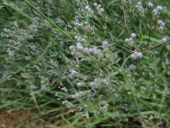 Gypsophila paniculata