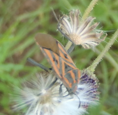 Spilostethus rivularis