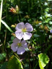 Pterolepis glomerata