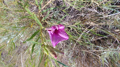 Ipomoea leptophylla