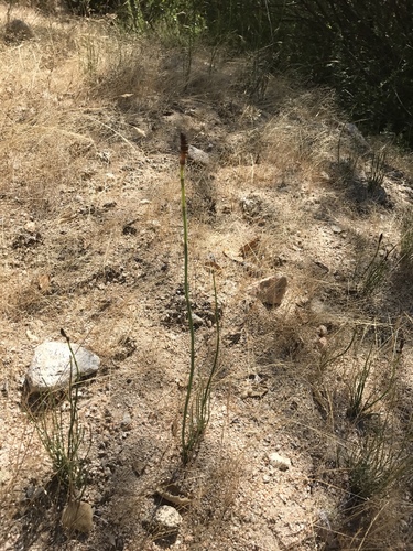 iNaturalist observation photo of smooth horsetail