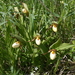 Andrews' Lady-Slipper - Photo (c) Derek Anderson, some rights reserved (CC BY-NC), uploaded by Derek Anderson