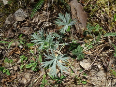 Potentilla neglecta