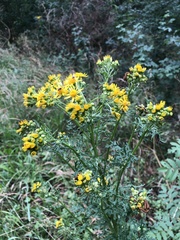Jacobaea vulgaris