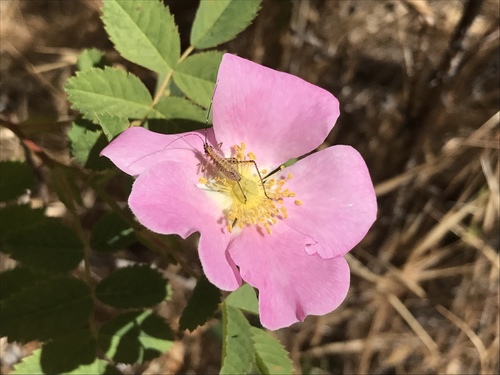 iNaturalist observation photo of California Wild Rose
