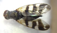 Ceroxys urticae