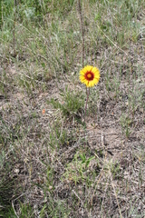 Gaillardia aristata
