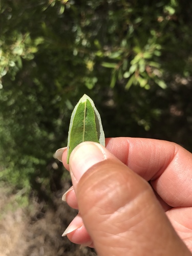 iNaturalist observation photo of Arroyo Willow