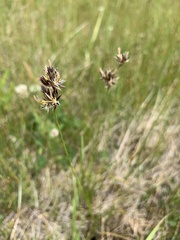 Juncus longistylis