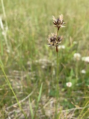Juncus longistylis