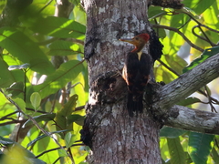 Reinwardtipicus validus