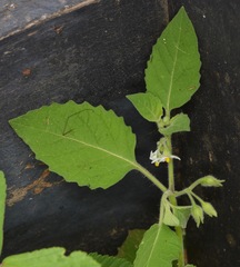 Solanum sarrachoides