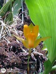 Lycaste