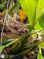 Lycaste