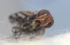 Ceroxys urticae
