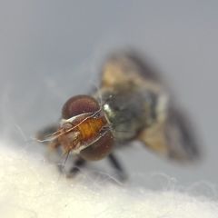 Ceroxys urticae