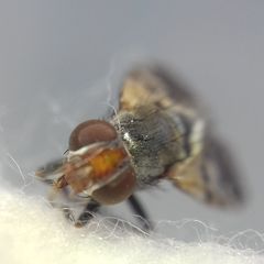 Ceroxys urticae