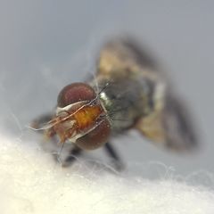 Ceroxys urticae