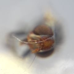 Ceroxys urticae