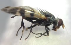 Ceroxys urticae