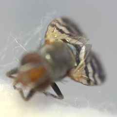 Ceroxys urticae
