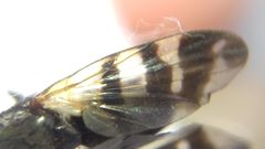Ceroxys urticae