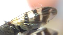 Ceroxys urticae