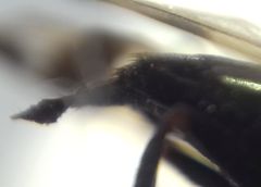 Ceroxys urticae