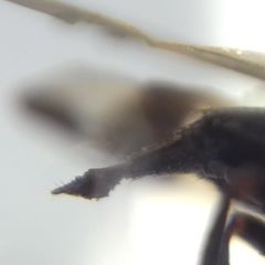 Ceroxys urticae