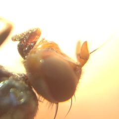 Ceroxys urticae