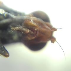 Ceroxys urticae