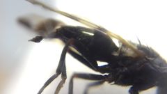 Ceroxys urticae